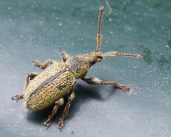 Phyllobius betulinus