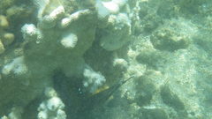 Montipora capitata