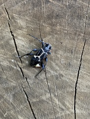 Calydon submetallicum