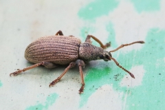 Phyllobius pallidus