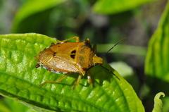 Brontocoris tabidus