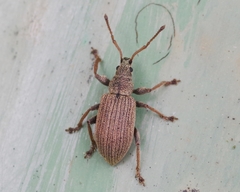 Phyllobius pallidus