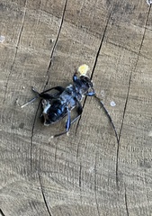 Calydon submetallicum