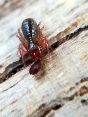 Neobisium