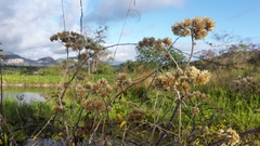 Achyrocline saturejoides