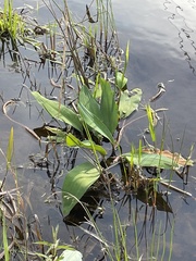 Orontium aquaticum