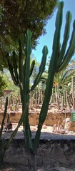 Cereus hankeanus