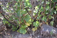 Ribes tortuosum