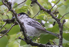 Dryoscopus cubla hamatus