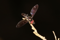 Ocyptamus antiphates