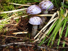 Cortinarius iodeoides