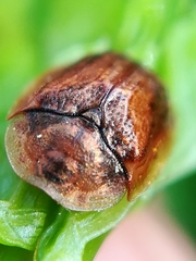 Hypocassida subferruginea