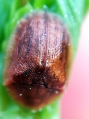Hypocassida subferruginea