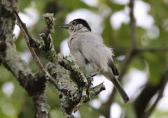 Dryoscopus cubla hamatus