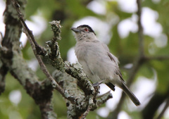 Dryoscopus cubla hamatus