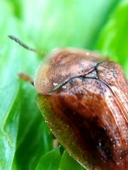 Hypocassida subferruginea