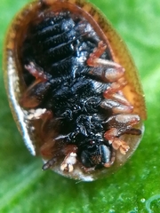Hypocassida subferruginea