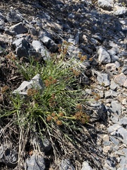 Lomatium graveolens alpinum