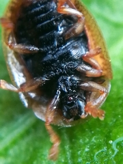 Hypocassida subferruginea