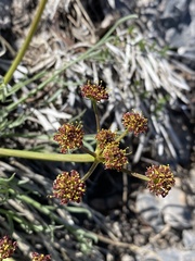 Lomatium graveolens alpinum