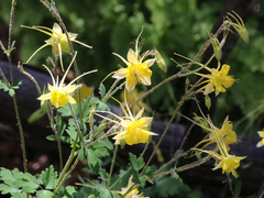 Aquilegia longissima