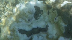 Montipora capitata