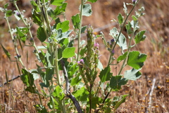Castilleja exserta exserta