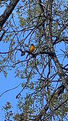 Icterus galbula