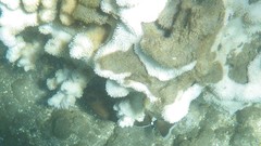 Montipora capitata