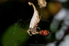 Arachnura