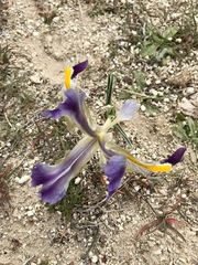 Scorpiris
