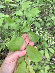 Prunus padus