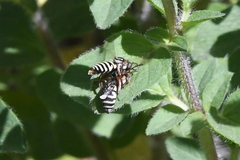 Triepeolus subnitens