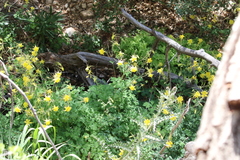 Aquilegia longissima