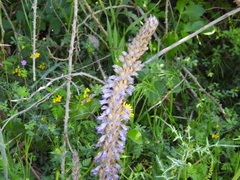 Phelipanche schultzii