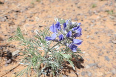 Sophora stenophylla