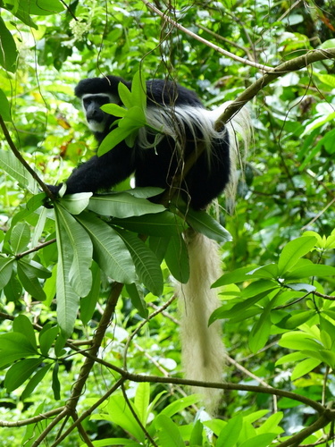 Colobus caudatus