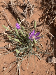 Lygodesmia grandiflora