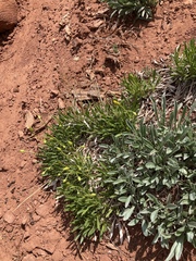 Stenotus armerioides