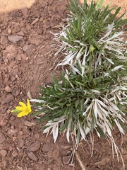 Stenotus armerioides