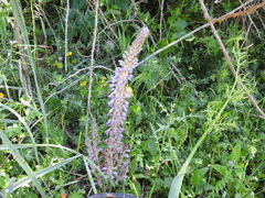 Phelipanche schultzii