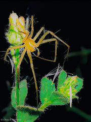 Peucetia cayapa