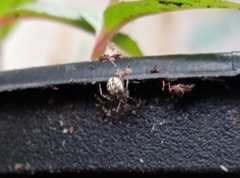 Theridion varians