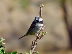 Passer domesticus