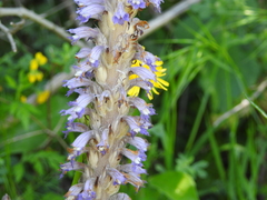 Phelipanche schultzii