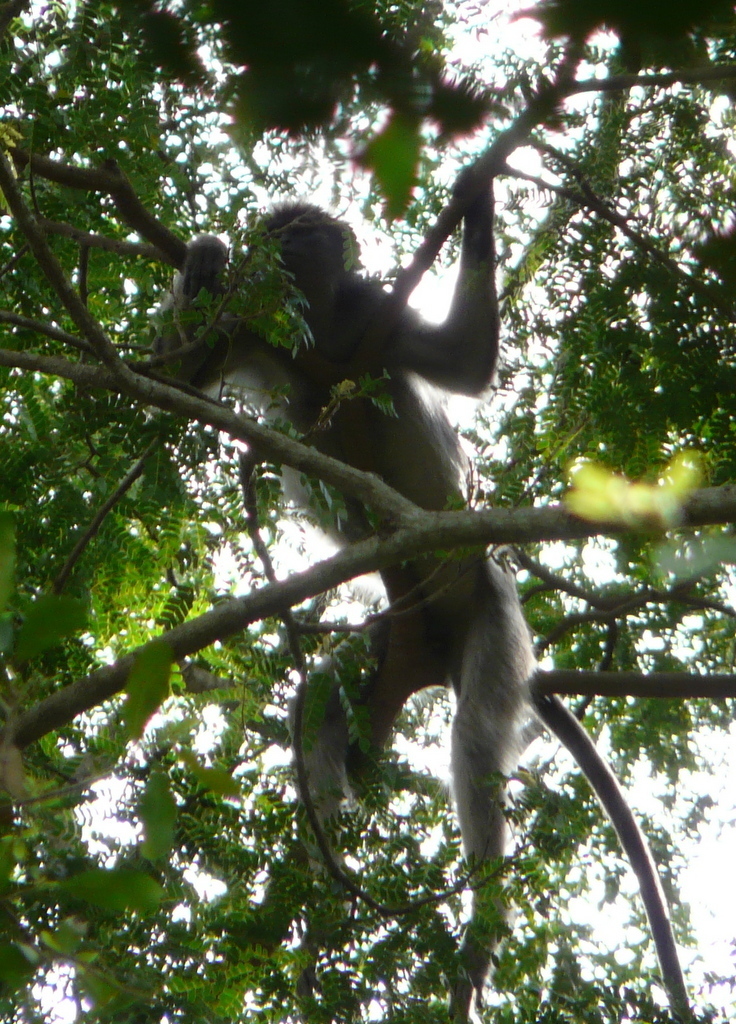 Tana River Red Colobus
