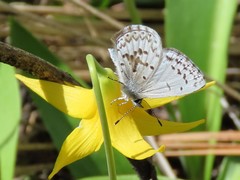 Celastrina asheri