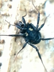 Nemastoma bimaculatum