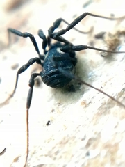 Nemastoma bimaculatum