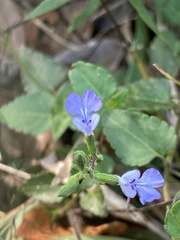 Salvia serotina